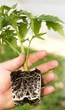 Стимулятор роста растений Ferti Root 25 мл - изображение 2
