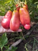 Семена томат Эрос (0,1 г) помидор высокорослый среднеспелый, For Hobby, TM GL Seeds - изображение 6