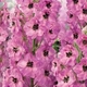 Семена Дельфиниум Кружево, 0,5 г (GL Seeds) - изображение 5