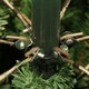 Новорічна штучна сосна Black Box Trees Charlton 215 см Зелена 8718861279368 - изображение 4