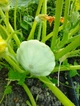 Семена патиссон Диск белый (3 г) среднеспелый, For Hobby, TM GL Seeds - изображение 4