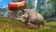 Игра Zoo Tycoon: Ultimate Animal Collection для ПК (Ключ активации Steam) - изображение 3