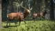 Игра TheHunter: Call of the Wild - Europe для ПК (Ключ активации Steam) - изображение 4