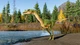 Дополнение Jurassic World Evolution 2: Feathered Species Pack для ПК (Ключ активации Steam) - изображение 6