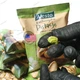 Фісташки солоні Alesto 250 г (20005719) - изображение 2