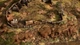 Игра SpellForce 3 Reforced для ПК (Ключ активации Steam) - изображение 3