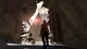 Игра ReCore: Definitive Edition для ПК (Ключ активации Steam) - изображение 5
