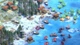 Игра Age of Empires II: Definitive Edition - США для ПК (Ключ активации Microsoft) - изображение 3
