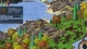 Игра Seeds of Resilience для ПК (Ключ активации Steam) - изображение 5