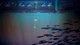 Игра A Memoir Blue для ПК (Ключ активации Steam) - изображение 4