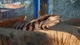 Дополнение Planet Zoo: набором «Австралия» для ПК (Ключ активации Steam) - изображение 5