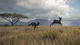 Дополнение TheHunter: Call of the Wild - Vurhonga Savanna - Europe для ПК (Ключ активации Steam) - изображение 6