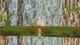 Гра Secret of Mana - Europe для ПК (Ключ активації Steam) - зображення 3