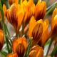 Цибулини Яскрава Крокус Ботанічний Orange Monarch (38669) (5шт) - зображення 2