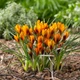 Цибулини Яскрава Крокус Ботанічний Orange Monarch (38669) (5шт) - зображення 3