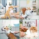 Фен для собак та котів щітка PET Grooming Dryer Гребінець для вовни та грумінгу тварин 2В1 LLD-75 - зображення 2