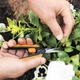 Ножницы Fiskars Solid Micro-Tip SP13 для растений (1051600) - изображение 5
