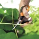 Ножницы Fiskars Solid SP15 для растений (1051602) - изображение 5
