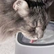 Поїлка миска непроливайка для котів та собак Magic Bowl - зображення 4