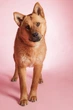 Фон бумажный Savage Widetone Coral рулон 2.72x11 м (3-12) - изображение 3