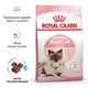 Корм Royal Canin Babycat сухой для котят до 4-х месяцев 1.2 кг - изображение 2