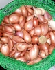 Лук-сівок Кущівка (на зелень) Україна 1 кг - зображення 3