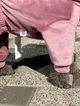 Велюровий костюм з брошкою для собак унісекс WowPaw XS рожевий - изображение 5