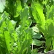 Семена Щавель Бельвильский, 2 г (Семена Украины) - изображение 2