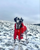 Куртка ветровка с тонкой подкладкой водонепроницаемая the dog face для собак красная M размер - изображение 6