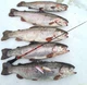 Вудка зимова телескоп із мотовилом Salmo DIAMOND PERCH TELE 50 cm,433-01 - зображення 3