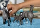 Французька верхова, лоша Schleich 13957 - изображение 3