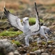 Гіпогриф Бакбік Schleich 13988 - зображення 4