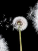 Флизелиновые фотообои с цветами Макро фото 184x254 см Одуванчики на черном фоне (10165V4A)+клей - изображение 2