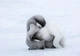 Популярные флизелиновые фотообои 254x184 см Два пингвина (2725V4)+клей - изображение 1