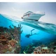 Купол подводный Dome Port с курком для GoPro Hero 9, 10 , 11, 12 Black "TELESIN" - изображение 8