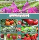 Фитолампа LED для роста растений 4 трубки 36 Вт - изображение 6