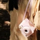 Комплект аксесуарів до Камери Моментального Друку Fujifilm Instax Mini 12 Blossom Pink / Рожевий - Чохол та Фотоальбом - изображение 10