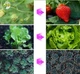 Фітолампа для рослин Plant GrowLight світлодіодна з таймером на 4 головки - зображення 9