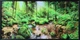 Фотокартина в деревянной раме Forest 3 50х100 см. POS-50100-283 - изображение 1