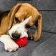 Игрушка для собак и котиков, мяч с шипами (игольчатый мячик для котов, кошек) ПВХ 6 см OSPORT (R-00009) Красный - изображение 2