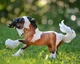 Кінь Traditional Series Gypsy Vanner Breyer 1497 - зображення 3