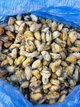 М'ясо мідій 1кг 200/300 - зображення 1