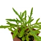 Суккулент Каланхоэ дольчатое или рассечённое (Kalanchoe laciniata), контейнер 7*7*8 см (s023s) - изображение 2