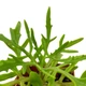 Суккулент Каланхоэ дольчатое или рассечённое (Kalanchoe laciniata), контейнер 7*7*8 см (s023s) - изображение 4