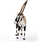 Figurka Schleich Wild Life Oryx Antelope 11.5 cm (4055744007330) - obraz 3