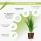 Сменный картридж Click&Grow Зеленый лук 3 шт (4742793007540) - изображение 2