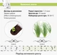 Сменный картридж Click&Grow Зеленый лук 3 шт (4742793007540) - изображение 5