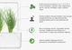Сменный картридж Click&Grow Зеленый лук 3 шт (4742793007540) - изображение 6