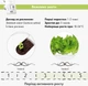 Сменный картридж Click&Grow Зеленый салат 3 шт (4742793007731) - изображение 5