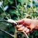 Изогнутый нож для прививок Fiskars K62 (1001623/125880) - изображение 3